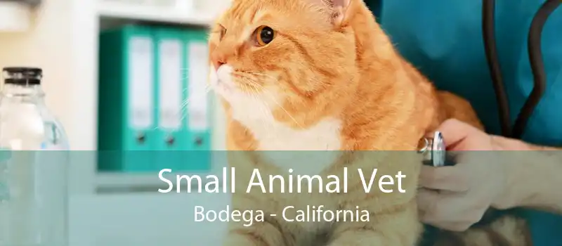Small Animal Vet Bodega - California