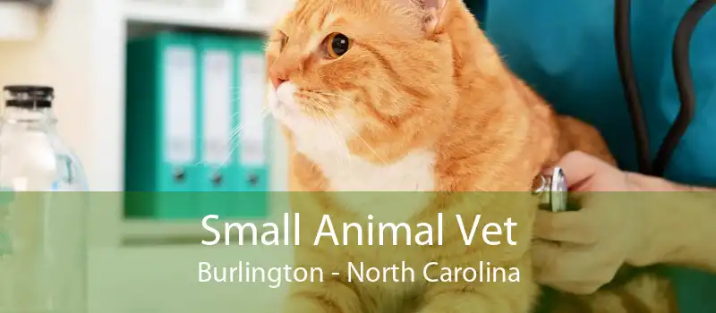 Small Animal Vet Burlington - North Carolina