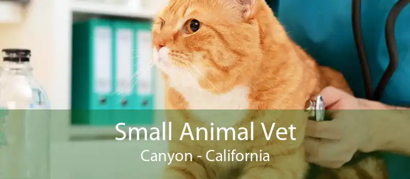 Small Animal Vet Canyon - California