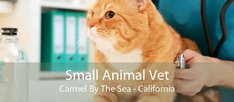Small Animal Vet Carmel By The Sea - California