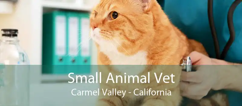 Small Animal Vet Carmel Valley - California