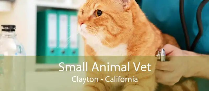 Small Animal Vet Clayton - California