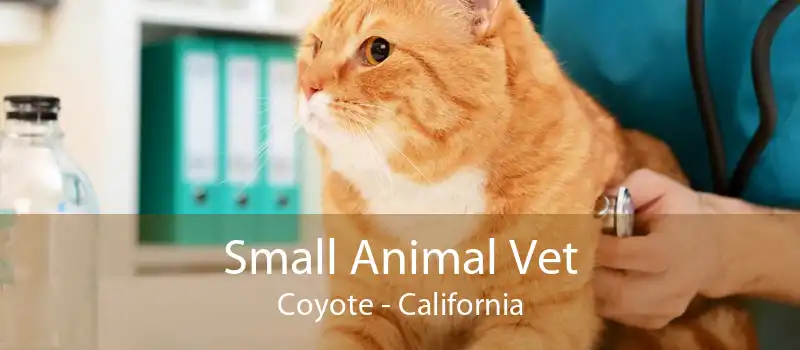 Small Animal Vet Coyote - California