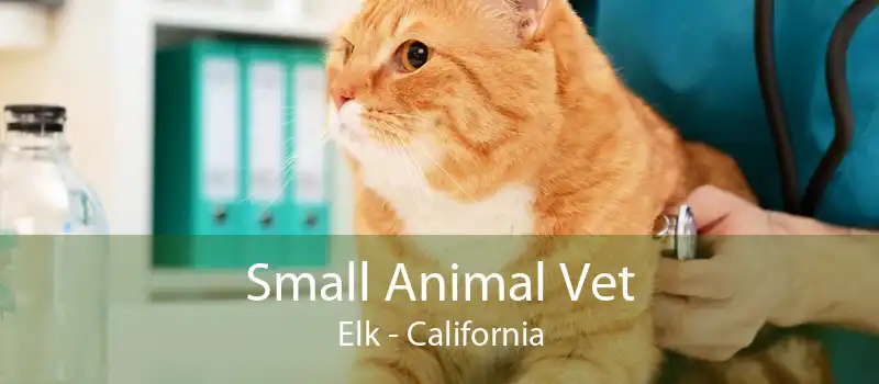 Small Animal Vet Elk - California