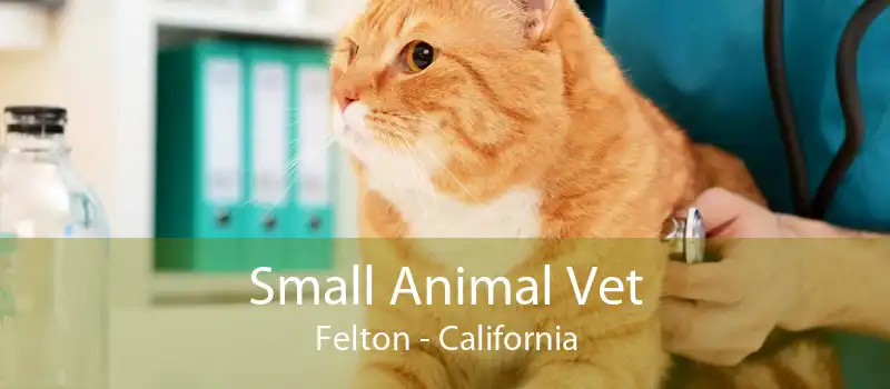 Small Animal Vet Felton - California