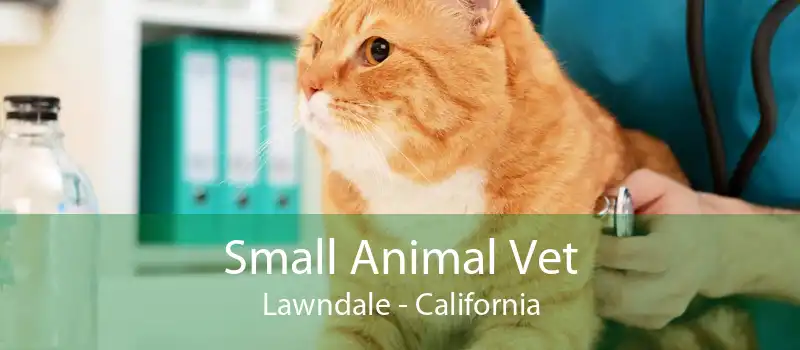 Small Animal Vet Lawndale - California