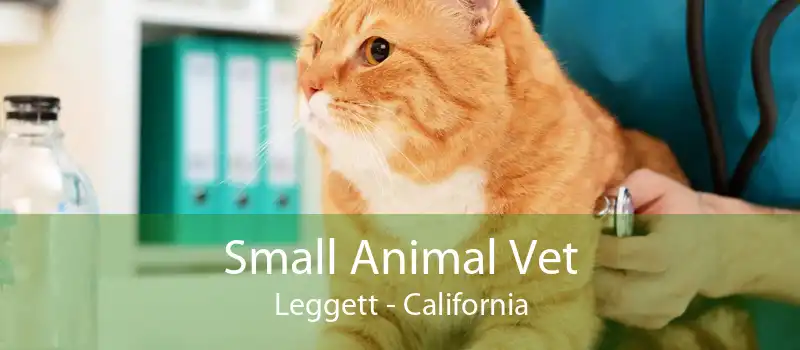 Small Animal Vet Leggett - California