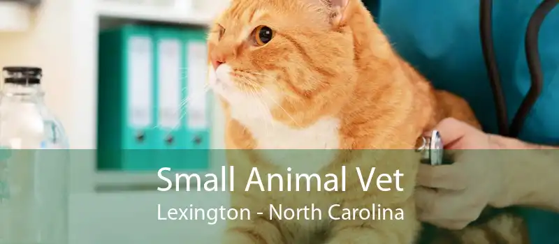 Small Animal Vet Lexington - North Carolina