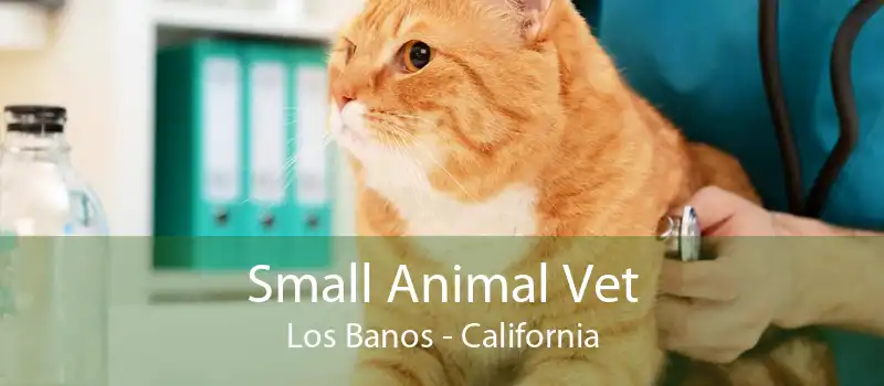 Small Animal Vet Los Banos - California