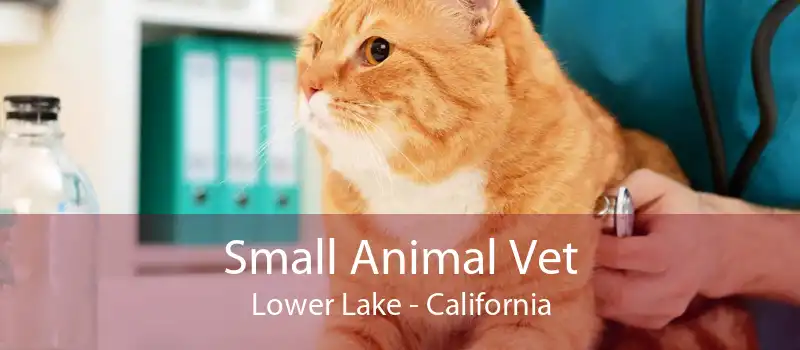 Small Animal Vet Lower Lake - California