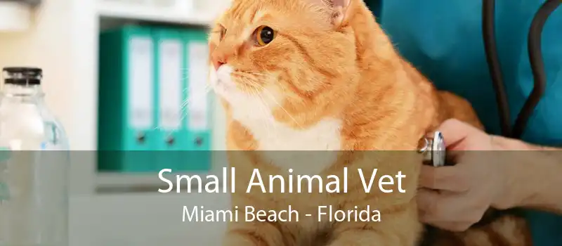 Small Animal Vet Miami Beach - Florida