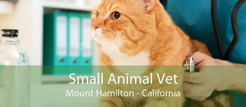 Small Animal Vet Mount Hamilton - California