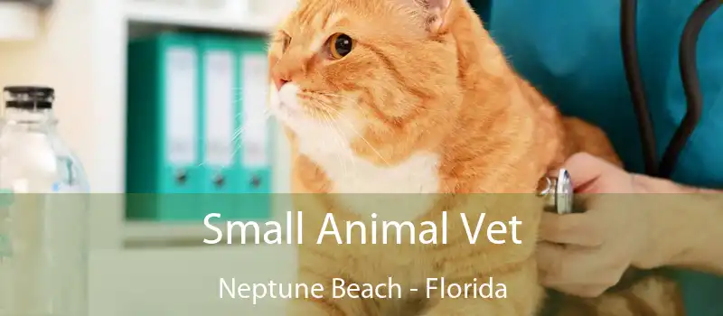 Small Animal Vet Neptune Beach - Florida