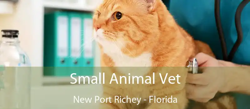 Small Animal Vet New Port Richey - Florida