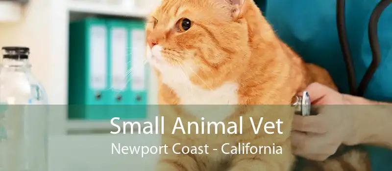 Small Animal Vet Newport Coast - California