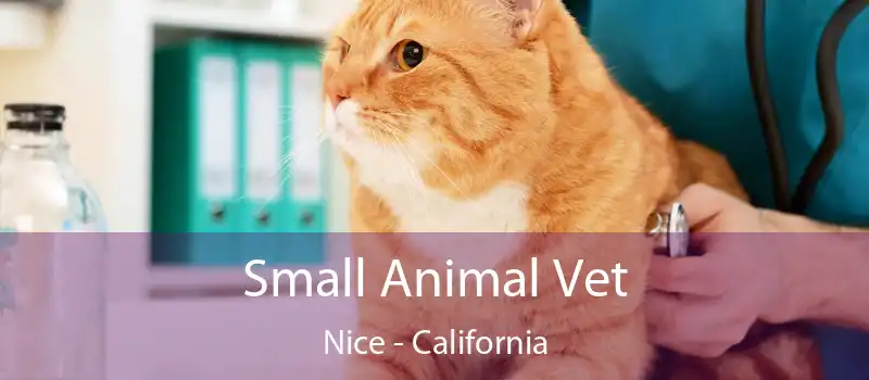 Small Animal Vet Nice - California