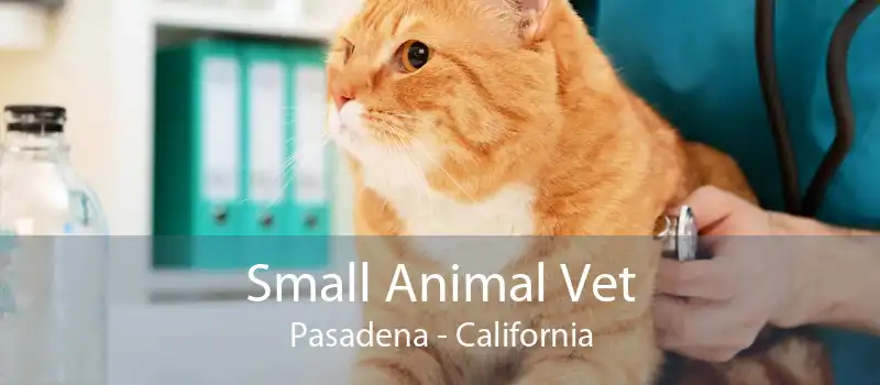 Small Animal Vet Pasadena - California
