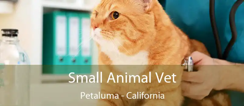 Small Animal Vet Petaluma - California