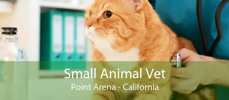 Small Animal Vet Point Arena - California