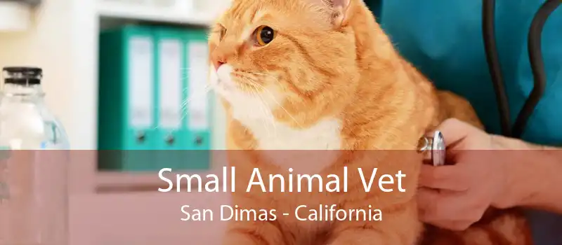 Small Animal Vet San Dimas - California