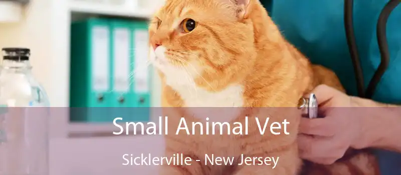 Small Animal Vet Sicklerville - New Jersey