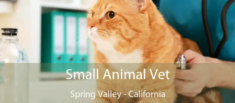 Small Animal Vet Spring Valley - California