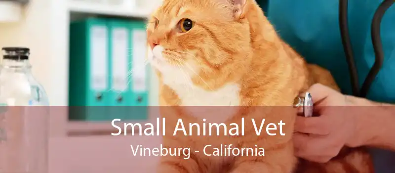 Small Animal Vet Vineburg - California