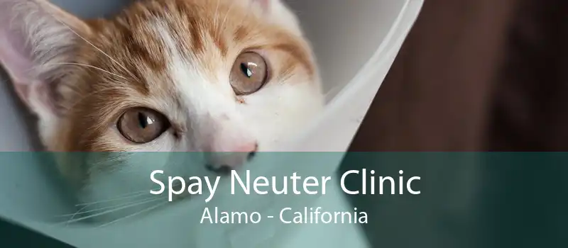 Spay Neuter Clinic Alamo - California