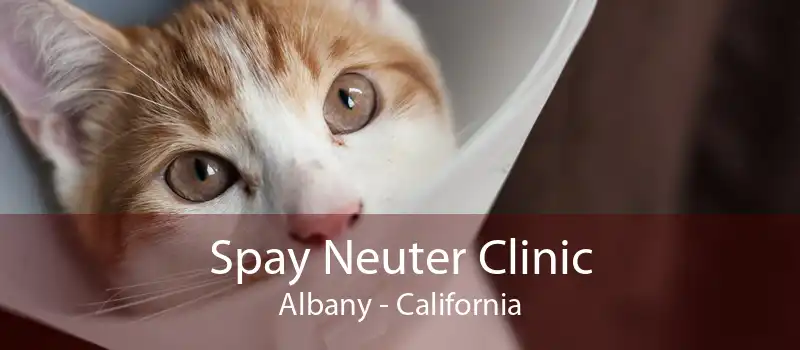 Spay Neuter Clinic Albany - California