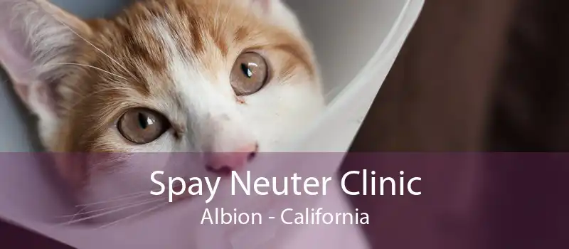 Spay Neuter Clinic Albion - California