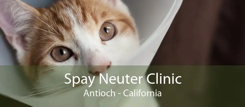 Spay Neuter Clinic Antioch - California