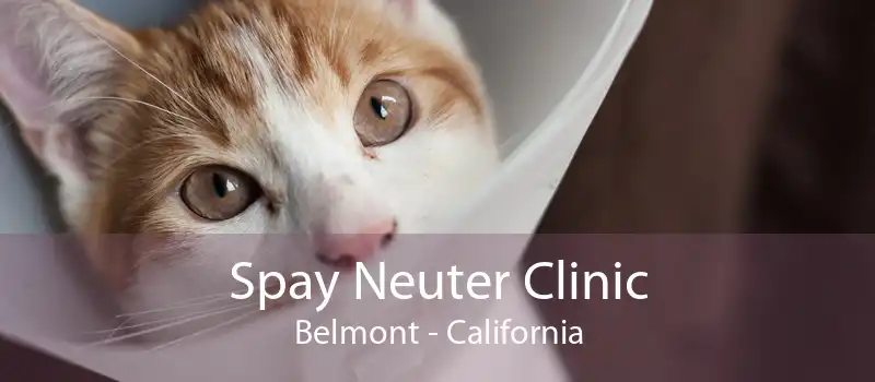 Spay Neuter Clinic Belmont - California