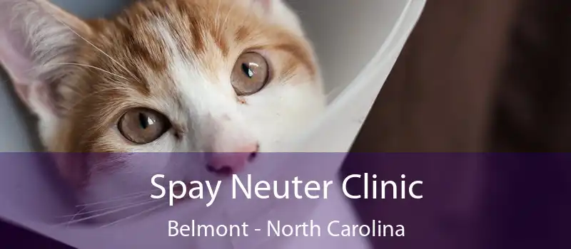 Spay Neuter Clinic Belmont - North Carolina