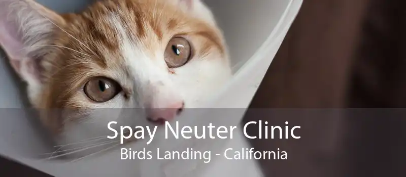 Spay Neuter Clinic Birds Landing - California