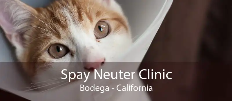Spay Neuter Clinic Bodega - California