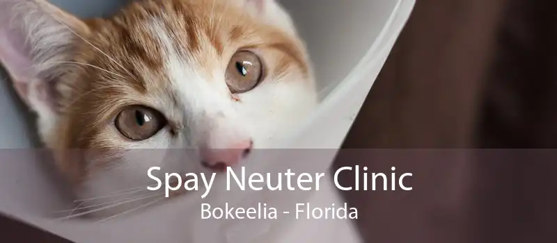 Spay Neuter Clinic Bokeelia - Florida