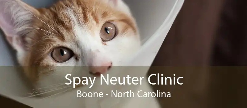 Spay Neuter Clinic Boone - North Carolina