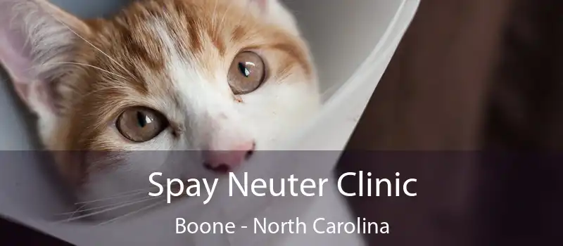 Spay Neuter Clinic Boone - North Carolina