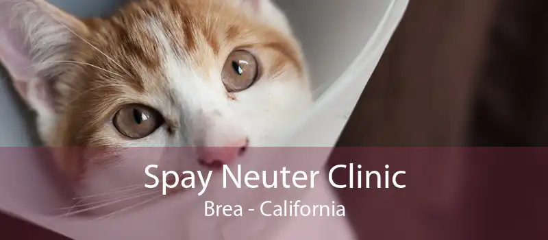 Spay Neuter Clinic Brea - California