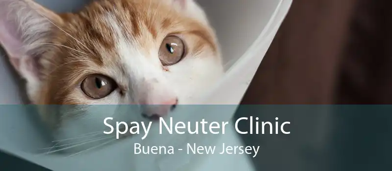 Spay Neuter Clinic Buena - New Jersey