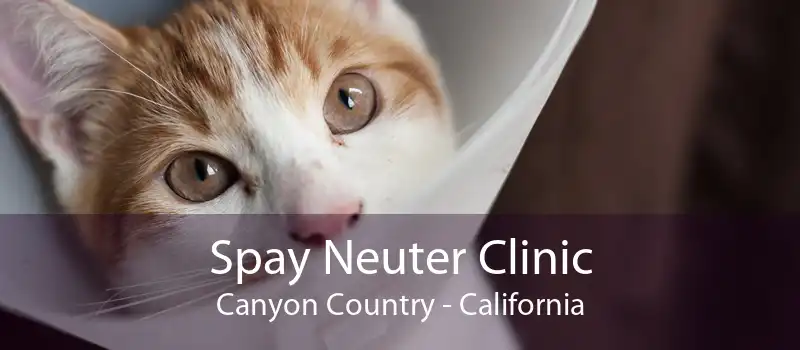 Spay Neuter Clinic Canyon Country - California