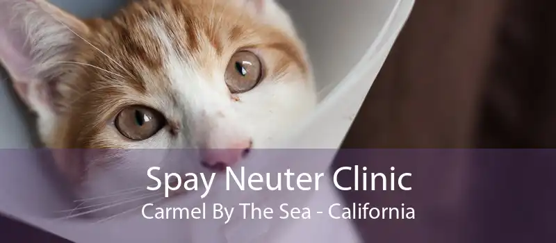 Spay Neuter Clinic Carmel By The Sea - California