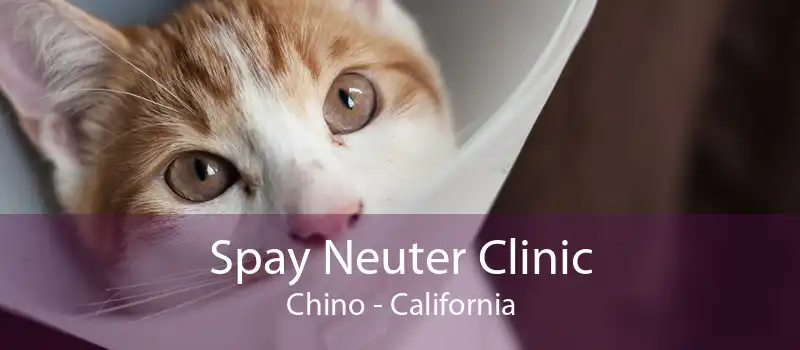 Spay Neuter Clinic Chino - California