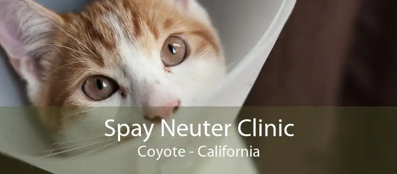 Spay Neuter Clinic Coyote - California