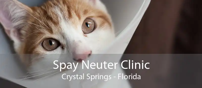 Spay Neuter Clinic Crystal Springs - Florida