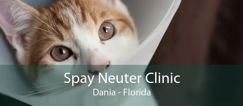 Spay Neuter Clinic Dania - Florida