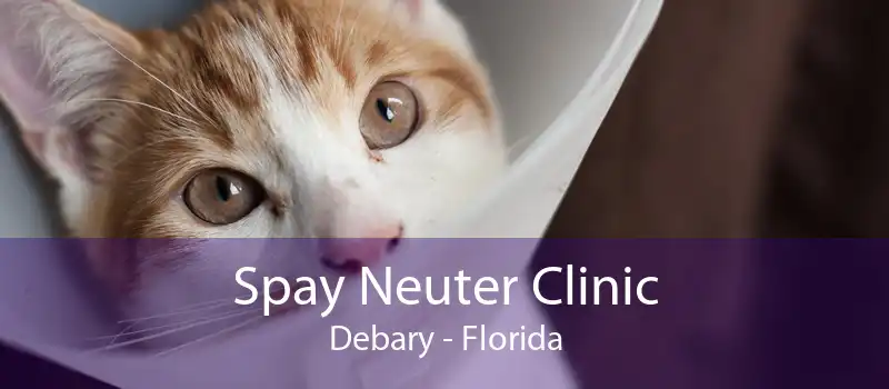 Spay Neuter Clinic Debary - Florida