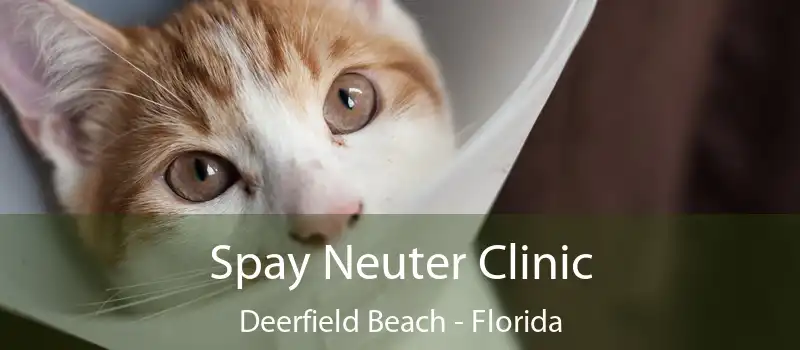 Spay Neuter Clinic Deerfield Beach - Florida