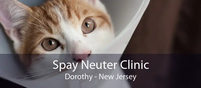 Spay Neuter Clinic Dorothy - New Jersey