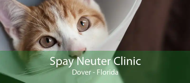 Spay Neuter Clinic Dover - Florida